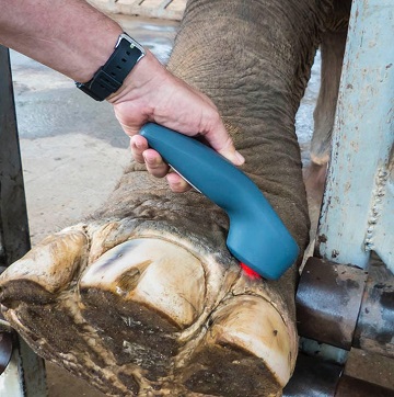 ELEPHANT foot being lasered fx