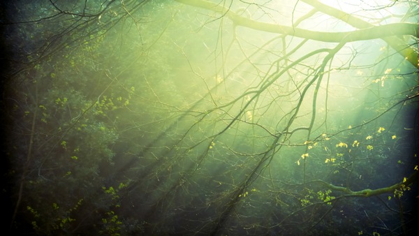 7000392-forest-sunlight